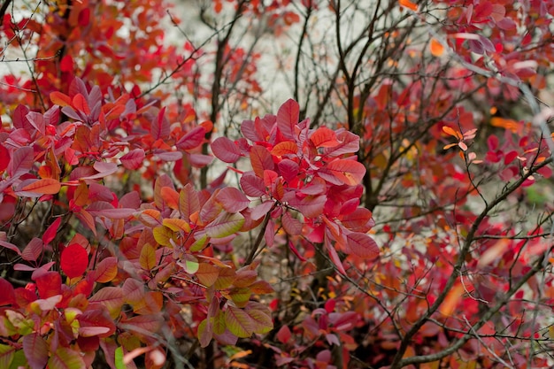 Bonito bosque en otoño