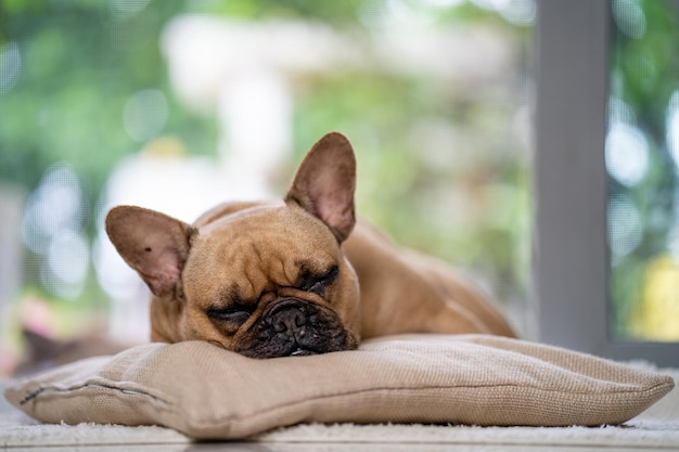 Bonito buldogue francês dormindo deitado em um travesseiro dentro de casa