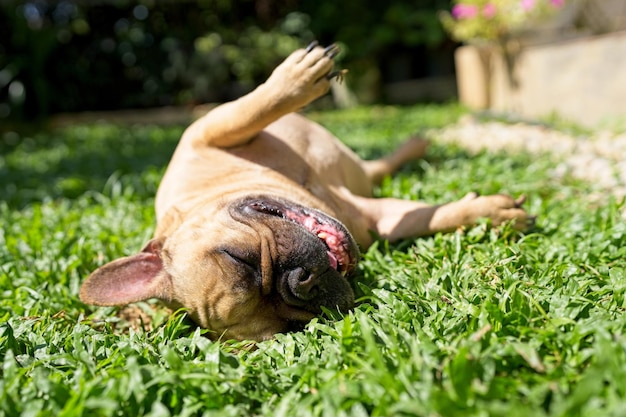 Foto bonito bulldog francês deitado no campo de grama no verão.