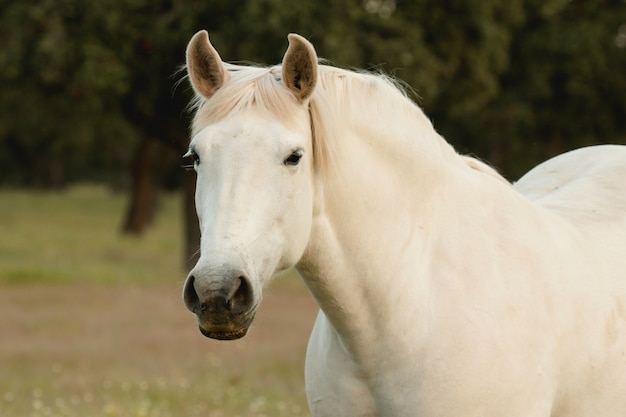 Bonito caballo blanco libre en los pastos