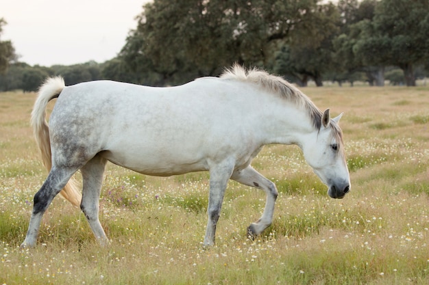 Bonito caballo blanco libre en los pastos