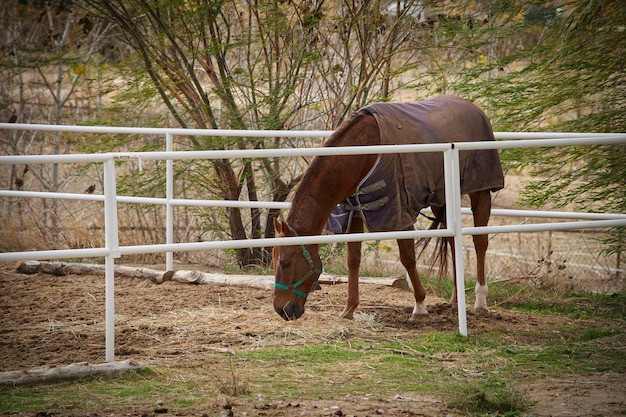 Bonito caballo marrón comiendo paja