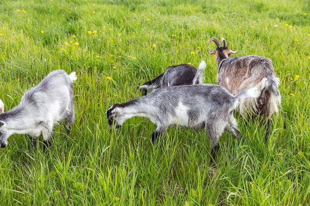 Bonito cabrito ao ar livre na fazenda de animais ecológicos naturais orgânicos pastando livremente na cúpula de fundo do prado...