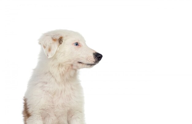 Bonito cachorro con cabello castaño y blanco