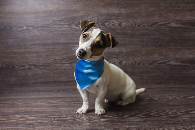 Bonito cachorro mira con curiosidad