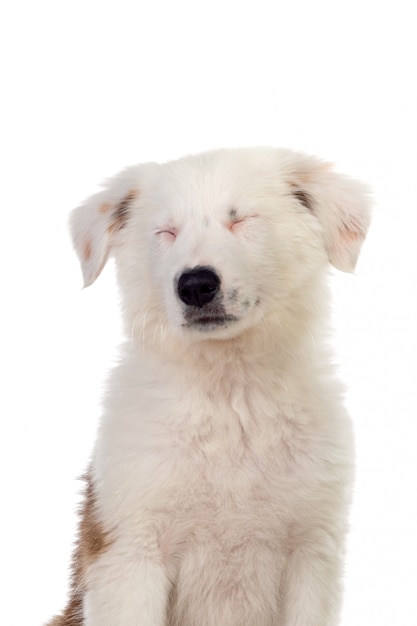 Foto bonito cachorro con pelo blanco aislado