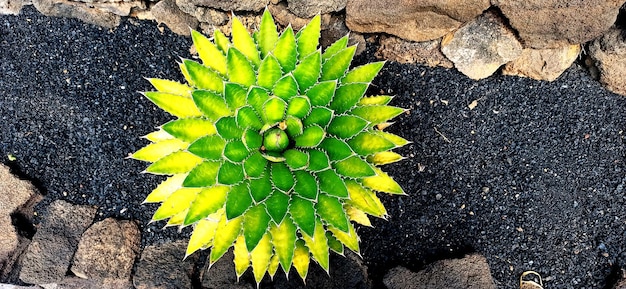 Bonito cactus redondo em Lanzarote