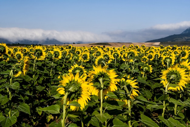 Bonito campo de girasoles en un día soleado. Álava, País Vasco, España