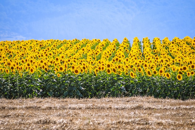 Bonito campo de girasoles en un día soleado. Álava, País Vasco, España