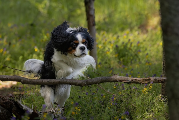 Foto bonito cão tricolor cavalier king charles spaniel em um salto rápido na floresta em um dia ensolarado