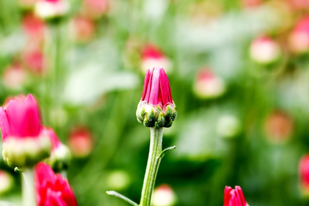 Bonito capullo de flor de crisantemo