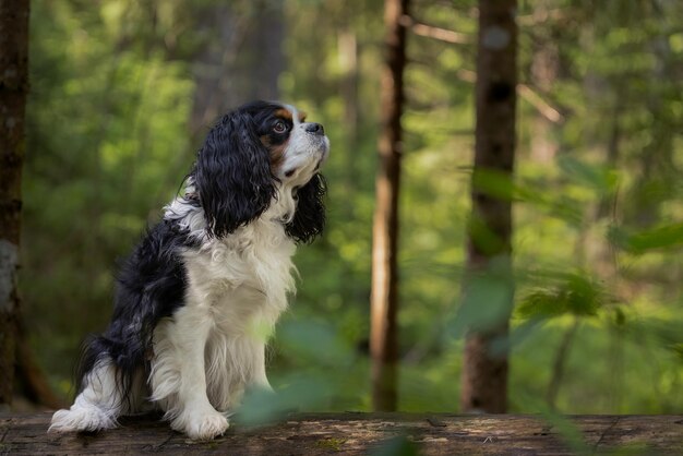 Foto bonito cavalier king charles spaniel tricolor sentado em um tronco de uma árvore caída contra o fundo de uma floresta verde com luz solar