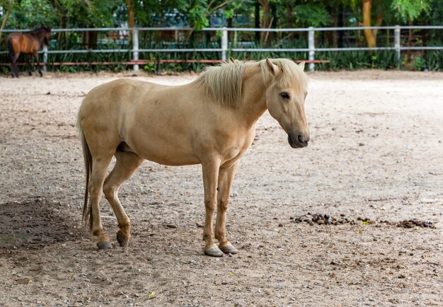 Bonito, cavalo feminino