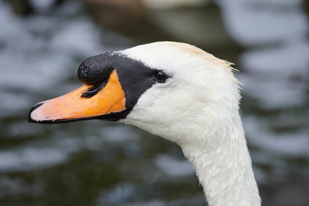 bonito cisne mirando