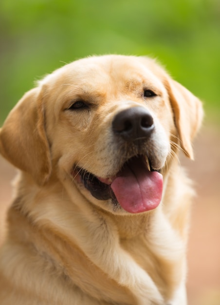 Bonito de labrador retriever