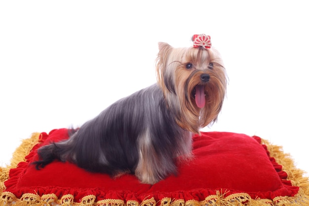 Foto bonito e bonito yorkshire terrier na almofada vermelha brilhante