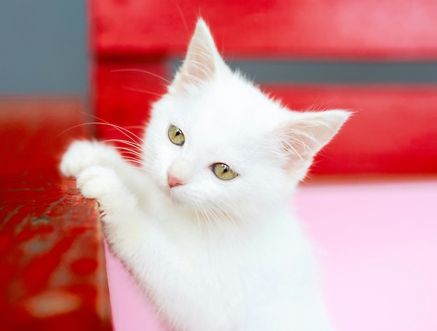 Bonito e curioso gatinho branco sobre fundo de cor vermelha e rosa