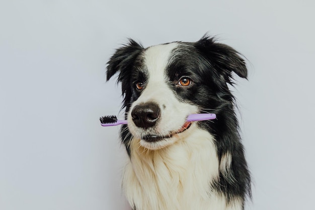 Bonito e engraçado cachorrinho border collie segurando escova de dentes na boca isolada em fundo branco ou