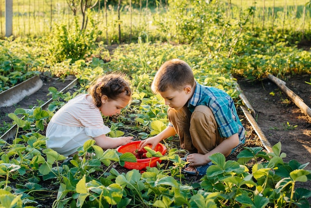 Bonito e feliz irmãozinho e irmã em idade pré-escolar coletam e comem morangos maduros no jardim em um dia ensolarado de verão. Infância feliz. Colheita saudável e ecológica.