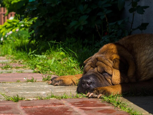 Bonito e velho shar pei descansando na sombra em um dia ensolarado de verão cachorro fofo