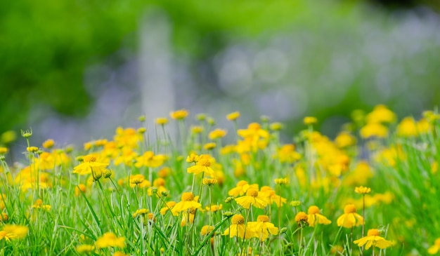 Bonito, flor, fundo