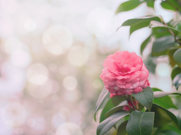 Bonito, flor, fundo