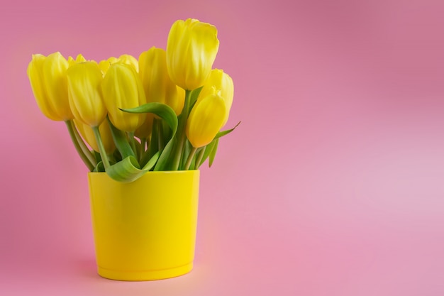 Bonito florescendo tulipas amarelas sobre fundo rosa.
