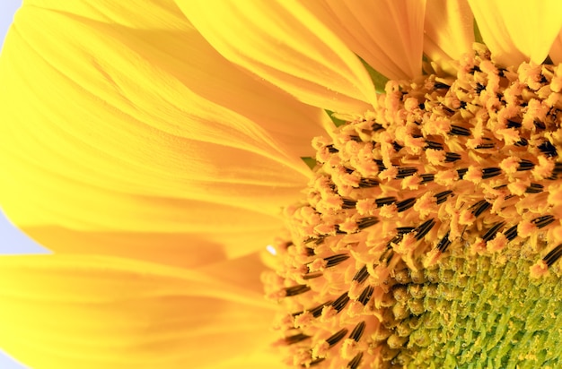 Bonito fragmento de girasol amarillo (fondo de naturaleza). Fotografía macro compuesta con considerable profundidad de nitidez.