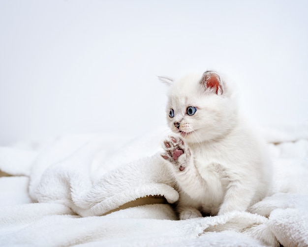 Bonito gatito británico acostado sobre tela escocesa blanca