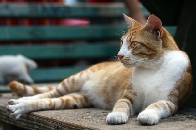 Bonito gato acostado al aire libre