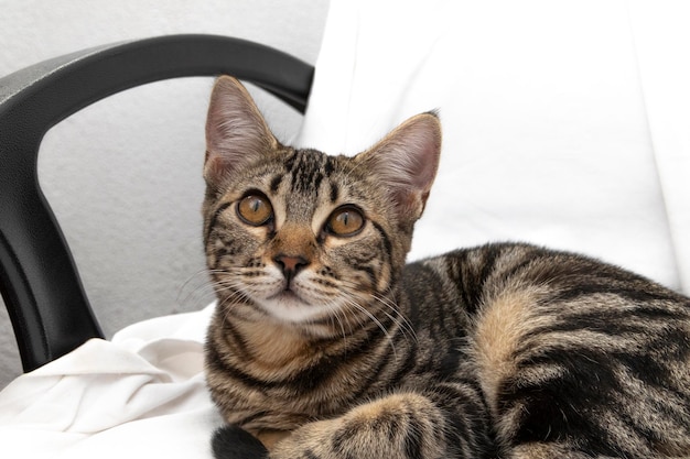 Bonito gato americano de pelo corto, acostado en una silla de oficina. Concepto de comodidad.