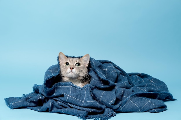 Bonito gato envuelto en una cálida manta mirando hacia arriba con interés