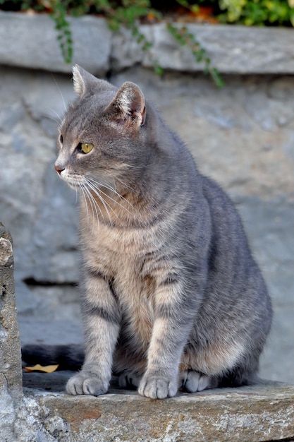 Bonito gato gris mirando hacia los lados