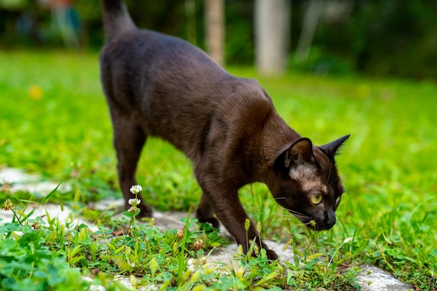 Bonito gato marrón caminando por la naturaleza Encantadora mascota doméstica olfateando la hierba y mirando hacia otro lado Adorable gatito birmano con ojos amarillos Longitud total