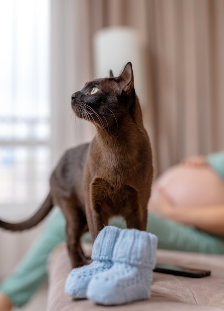 Bonito gato negro que huele lindos botines de bebé en el sofá Kitty revisando el tema desconocido Mujer embarazada sosteniendo su barriga en el fondo