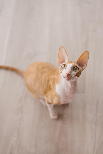 Bonito gato ruivo cornish rex senta-se no chão e olha com cuidado