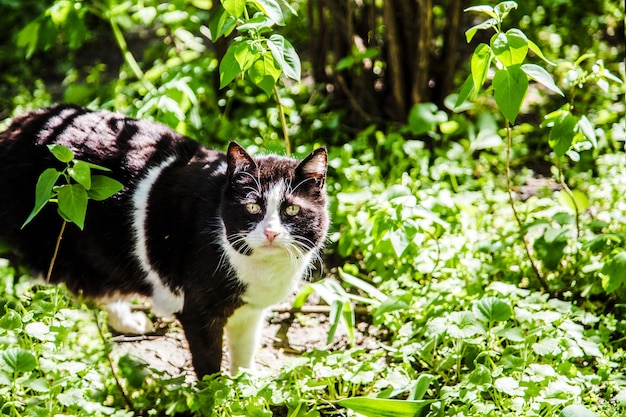 Bonito gato