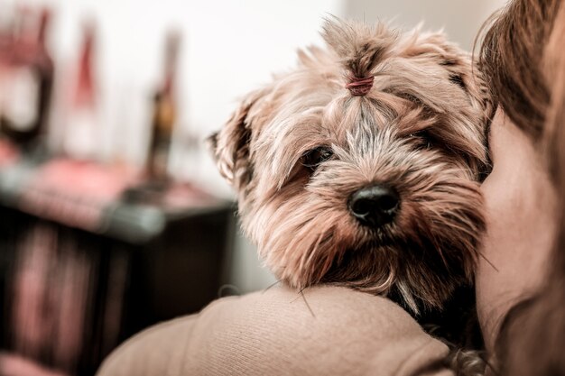 Bonito hocico. Un terrier con un peinado divertido mirando a su amante.