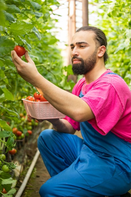 Bonito homem barbudo colhendo tomate na estufa