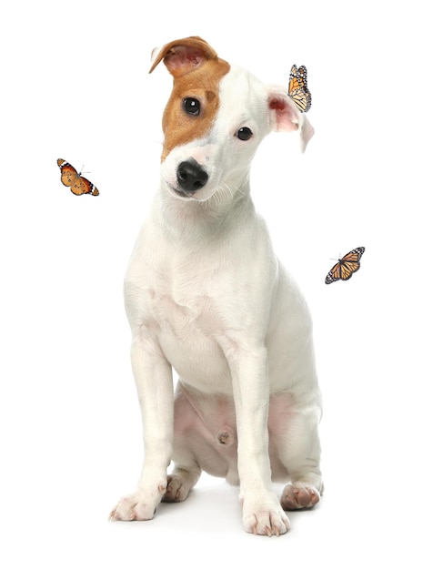 Bonito Jack Russel Terrier e borboletas no fundo branco Cachorro adorável