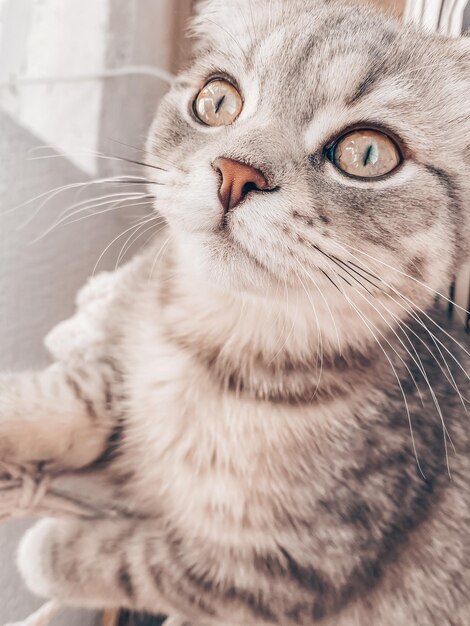 Bonito jovem gato escocês close-up