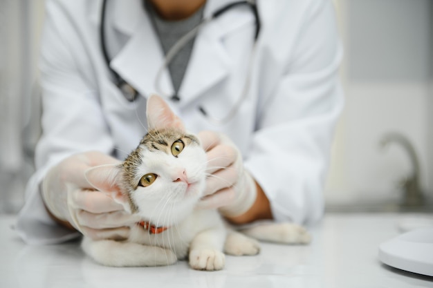 Bonito jovem veterinário segurando gato na clínica