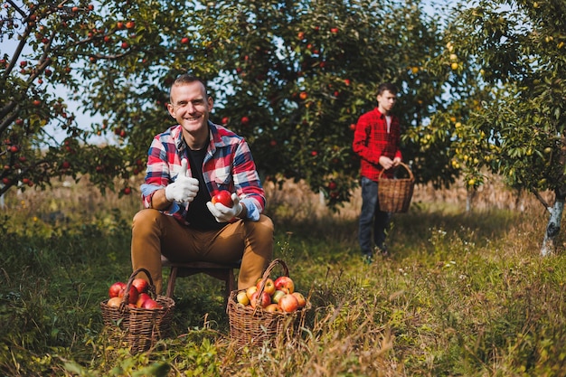 Un bonito joven granjero está recogiendo manzanas en el jardín y poniéndolas en una canasta cosechando manzanas rojas de la cosecha de otoño