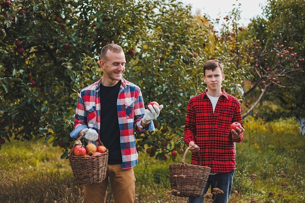 Un bonito joven granjero está recogiendo manzanas en el jardín y poniéndolas en una canasta cosechando manzanas rojas de la cosecha de otoño