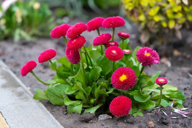 Foto bonito lecho de flores con margaritas rojas en flor con otras plantas en crecimiento en el fondo