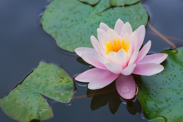 Bonito lirio rosa de agua