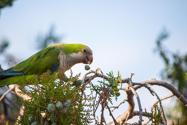 Bonito Loro apoyado en una rama de Cupressus, comiendo las nueces del ciprés