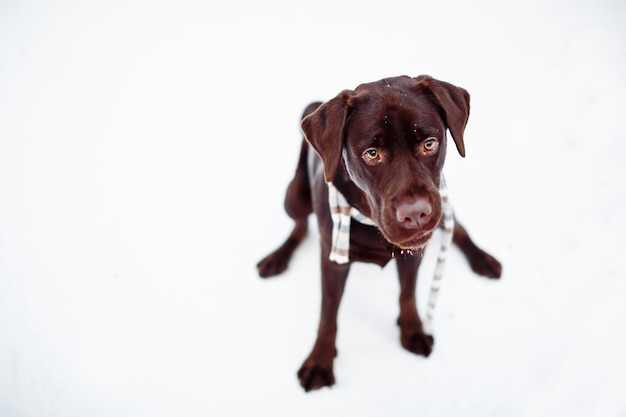 Bonito marrom Labrador Retriever na floresta de inverno