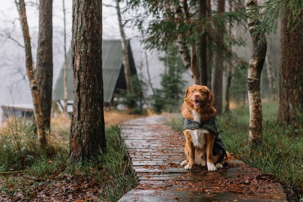 Bonito marrom Nova Escócia Duck Tolling Retriever com uma capa sentada no caminho de madeira na floresta de pinheiros chuvosos. Andando com cachorro ruivo. Foco seletivo, copie o espaço. Viajar com animais domésticos.