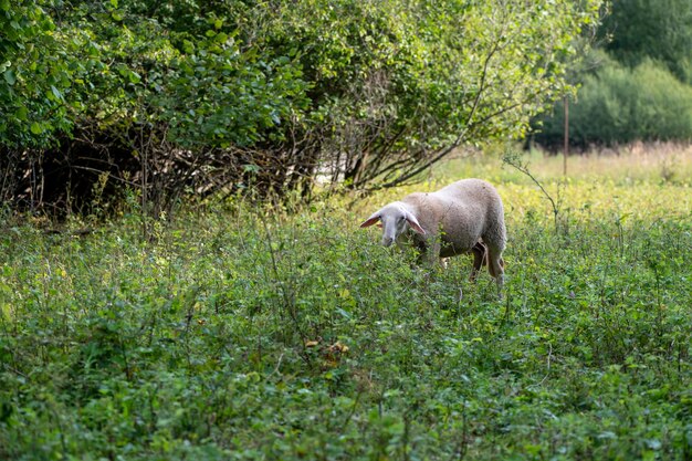 Bonito ovelha jovem, cordeiros na natureza na Eslováquia. Fazenda com ovelhas, com lindas lãs, animais